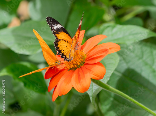 Two Butterflies