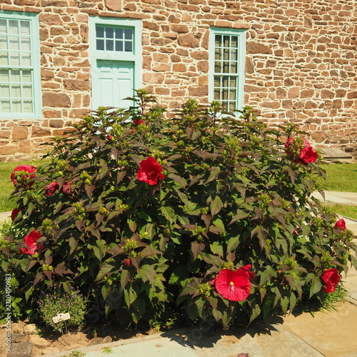 The bush is in front of the house.