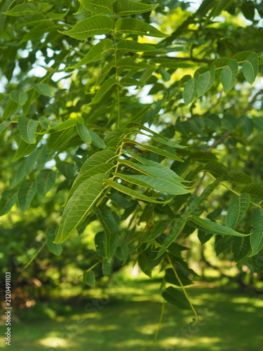 Bright green leaves in the middle of summer.