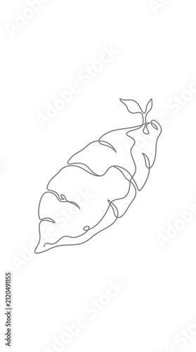 Continuous one line drawing of a fresh sweet potato.