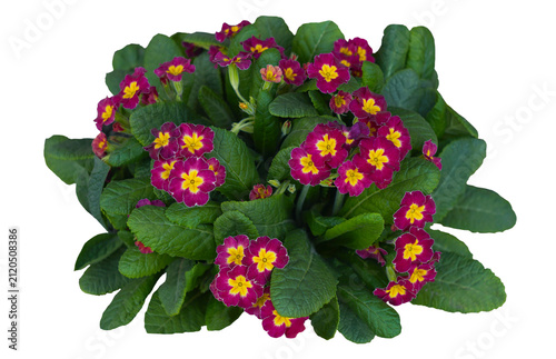 A healthy and vibrant burgundy Primula (Primrose) plant in full bloom, featuring striking yellow star-shaped centers. The lush, textured green leaves contrast beautifully with the dark red flowers. Th