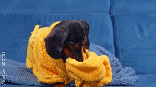 A black and tan dachshund dog sits on a blue sofa wrapped in a yellow towel bathrobe, its head turban slipping off after a bath, a concept of pet grooming and home care.