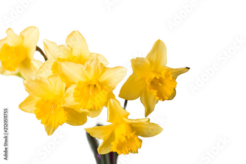 Yellow daffodil flowers blooming, signaling spring and renewal, isolated on a transparent background