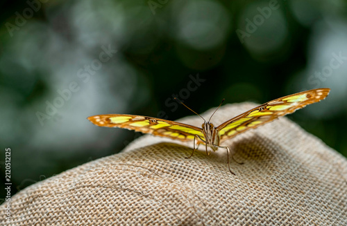 This butterfly landed on my husband's hat at the butterfly show.