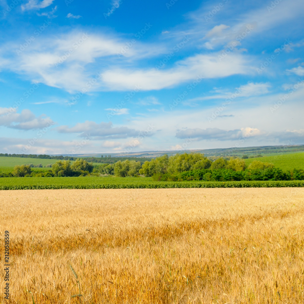 Obraz premium Agricultural landscape with ripe yellow wheat field and distant hills.