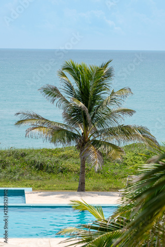 palmera en el mar