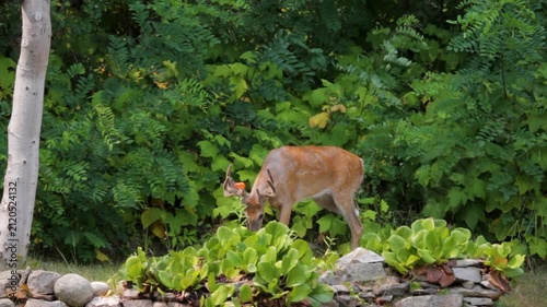 Whitetail deer , Odocoileus virginianus, buck looking for food in a garden at the edge of a forest