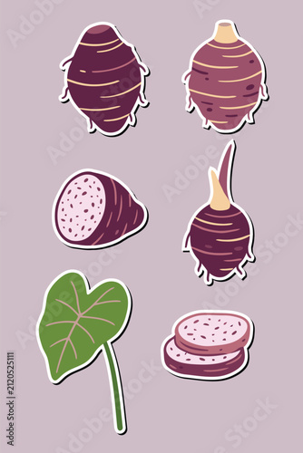 Taro Root Vector Illustration Collection in Flat Sticker Style