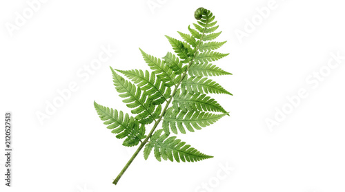 Decorative Green Botanical Leaf Border with Natural Garden Foliage PNG Isolated on Transparent Background