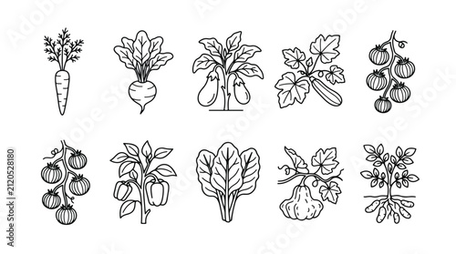 Quadro su tela Minimalist vegetable line icons set, 10 organic garden plant vector illustration