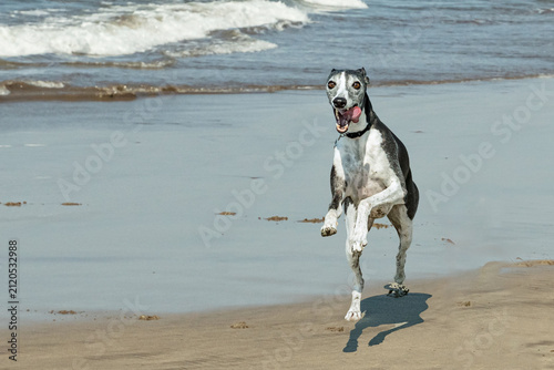 Фотография Cute Whippet breed of sighthound dog running on wet sandy beach