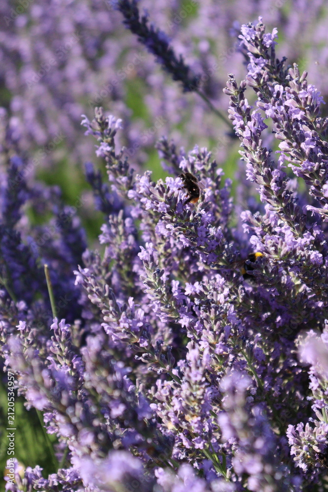 Fototapeta premium bunch of lavender