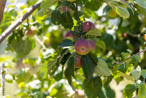 The image shows an apple tree and apples in a farmland.