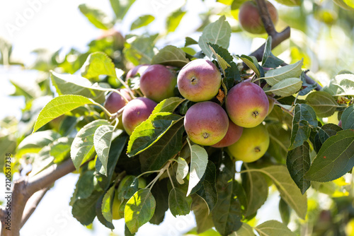 The image shows an apple tree and apples in a farmland.