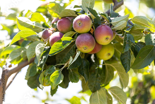 The image shows an apple tree and apples in a farmland.