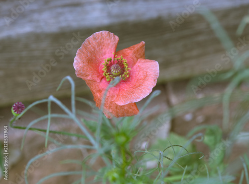 One Coral Poppy Flower in it's Environment; Close up Macro Details with Blurred Background; Photo Art