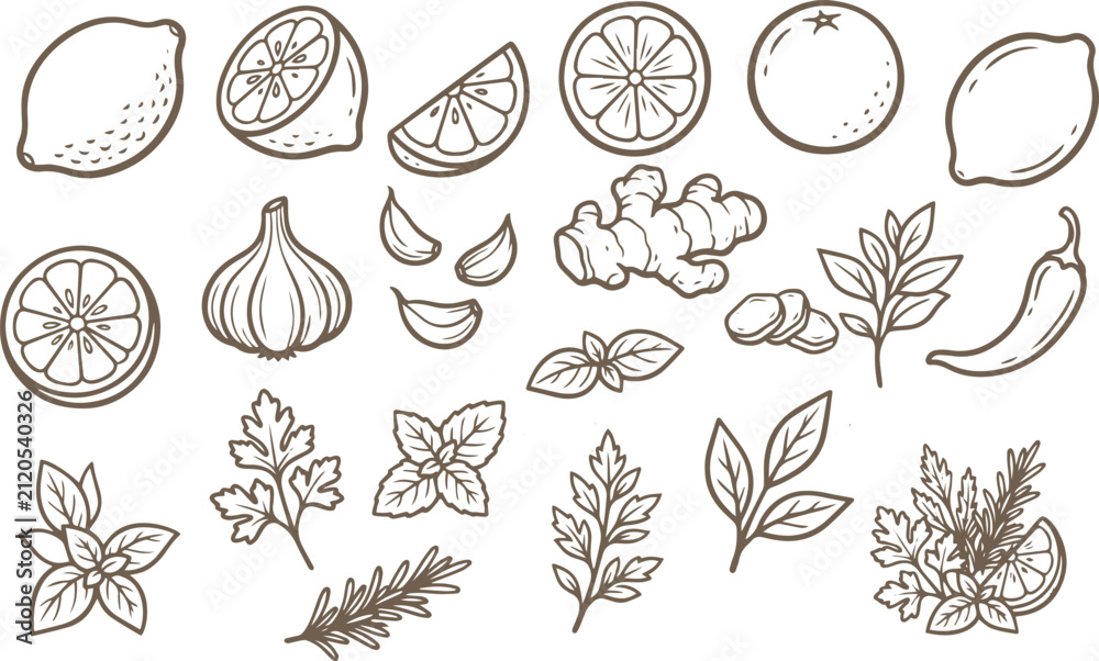 Obraz premium Hand drawn citrus fruit and herb botanical collection, lemon, lime, orange, ginger, garlic, chili, leaves, natural food illustrations