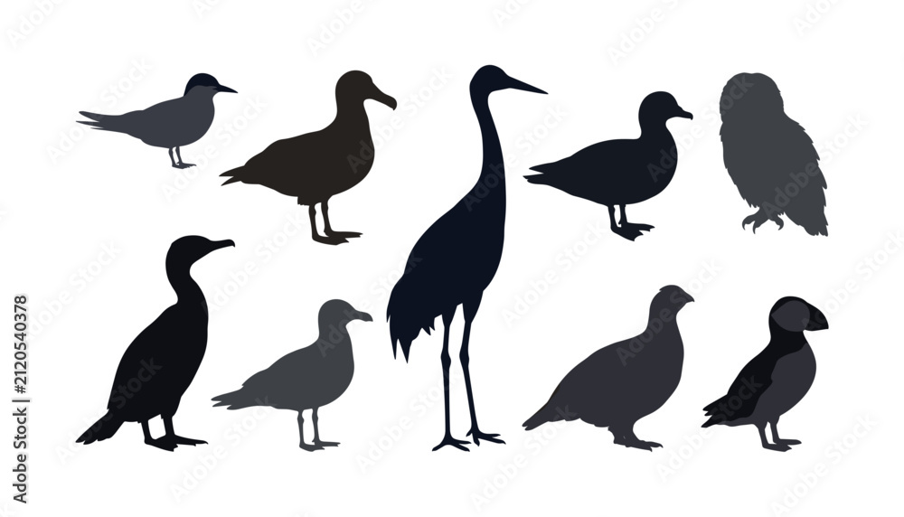 Fototapeta premium Flat vector collection of various wild bird silhouettes including crane owl puffin cormorant gull and duck elements set