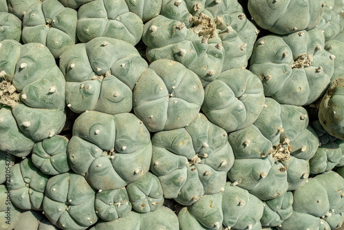 Foto Cluster of round green cactus plants called “Peyote” in Spanish