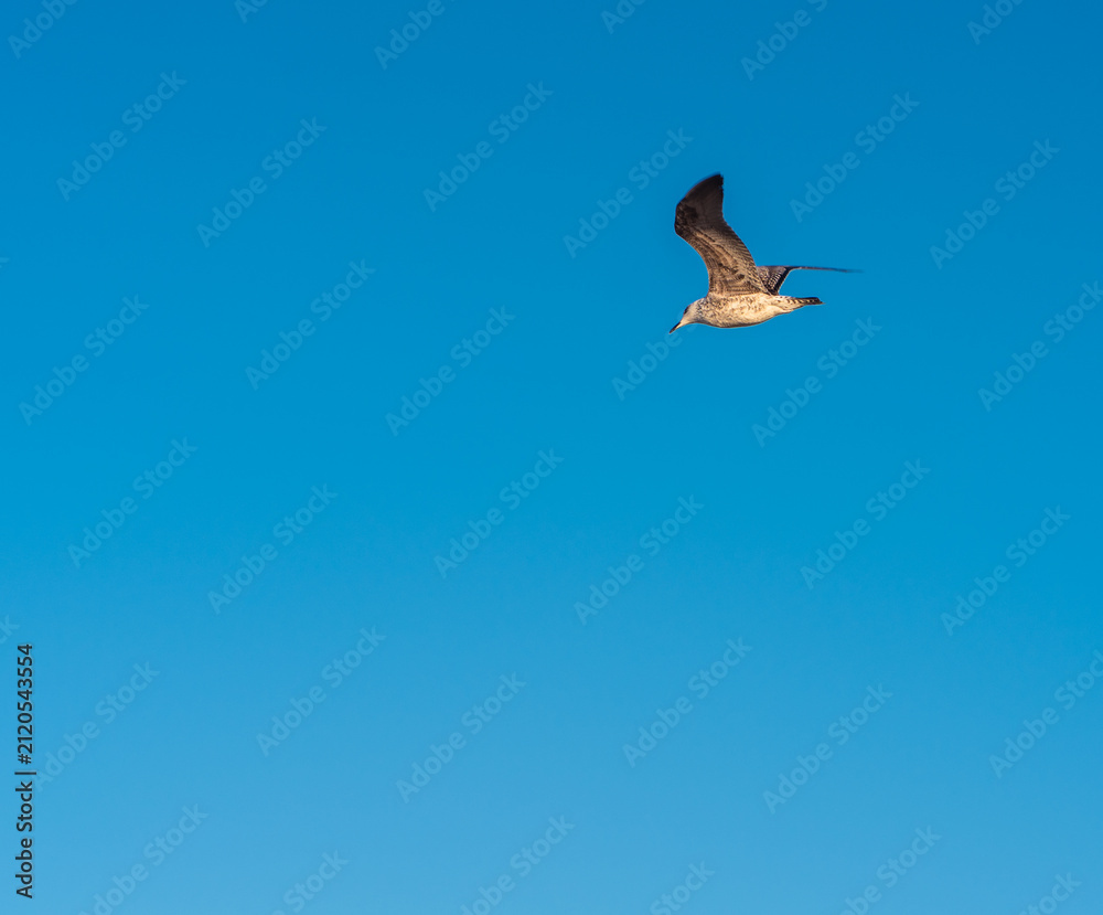 Obraz premium Seagull soaring gracefully in full flight against a clear blue sky background