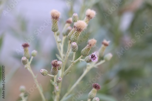 Photography Beautiful thistles plant growing outdoors, closeup view