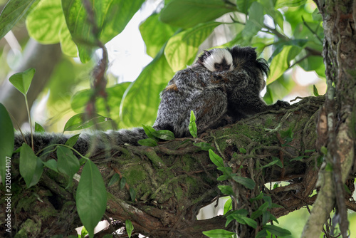 Photography A White-headed Marmoset (Callithrix geoffroyi) with young on a branch in Brazil