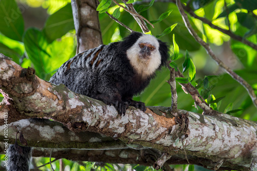 Cuadro en lienzo A White-headed Marmoset (Callithrix geoffroyi) sits on a branch in Brazil