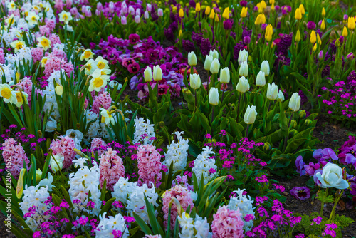 Bild auf Leinwand Vibrant spring garden tapestry wide angle background with hyacinths narcissus an