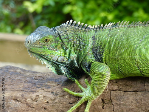 Fotografie Grüne Leguan , green iguana