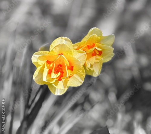 Yellow narcissus blooms with vivid orange coronas against soft desaturated background