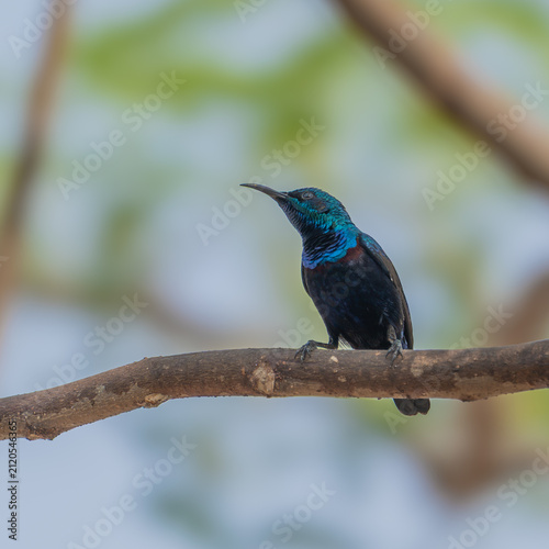 Fotografía Small sunbird sitting on a rustic wooden twig in bright daylight