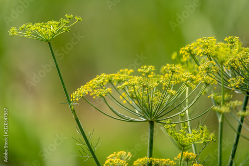 Foto Fennel seed blossoms (Foeniculum vulgare) in full bloom in an organic herb garde
