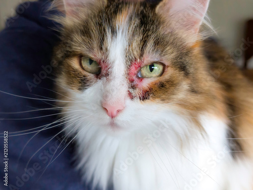 Close-Up of Domestic Cat with Severe Skin Allergy Irritation and Lesions Around Eyes