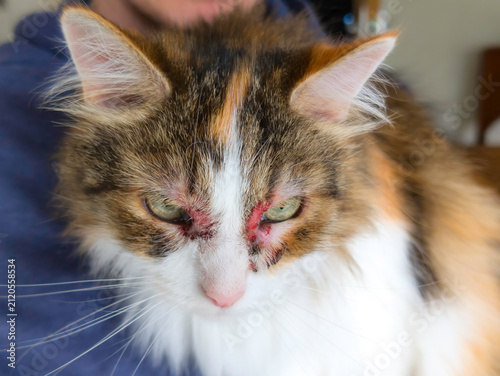 Close-Up of Domestic Cat with Severe Skin Allergy Irritation and Lesions Around Eyes