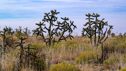 Oklahoma, USA: Cylindropuntia imbricata (tree cholla, walking stick cholla) cacti growing in an arid grassland landscape.