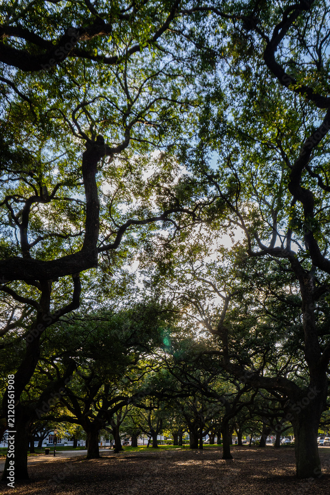 Fototapeta premium South Carolina Trees