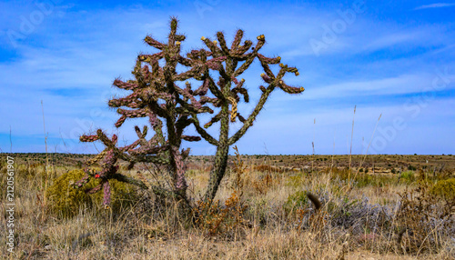 Konstfotografi Oklahoma, USA: Cylindropuntia imbricata (walkingstick cholla, tree cholla, cane cholla), a widespread cactus species native to the southwestern United States