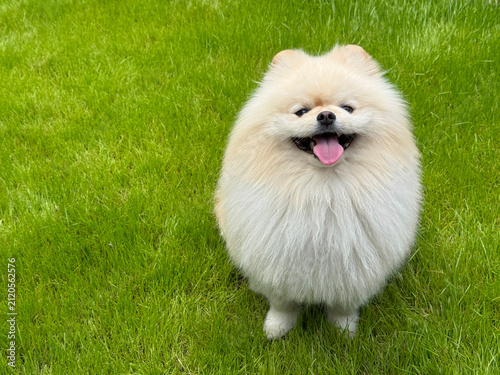 Quadro su tela Pomeranian spitz dog on grass.