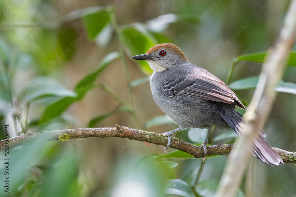 Obraz premium A Slender Antbird female (Rhopornis ardesiacus) perched on a branch above the forest floor in Brazil, South-America.