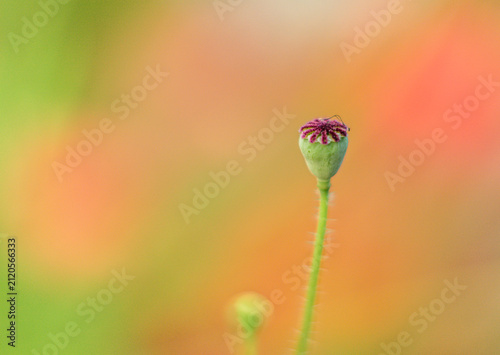 Принти на полотні Minimal corn poppy Papaver rhoeas seed head against warm abstract meadow bokeh