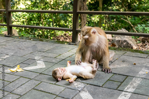 Photography Adult monkey tenderly grooming playful infant monkey lying on its back on textured paving stones, banana peel nearby, lush green forest background, soft natural lighting