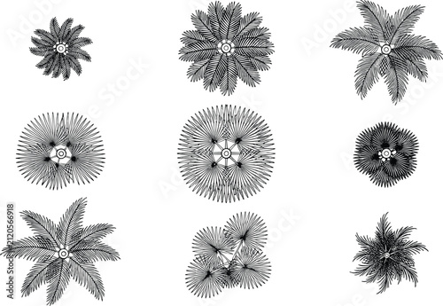 Top View Palm Tree CAD Symbols Collection for Landscape Architecture Vector Design
