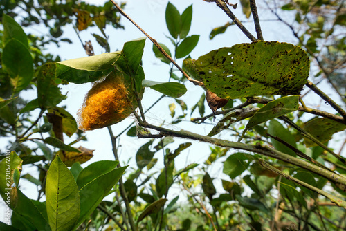 Bild auf Leinwand A bright golden yellow wild silk cocoon woven beneath the green leaves of a lime tree