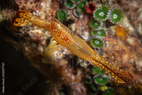 Foto Donald Duck Shrimps @ Romblon, The Philippines