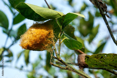 Obraz na płótnie A bright golden yellow wild silk cocoon woven beneath the green leaves of a lime tree