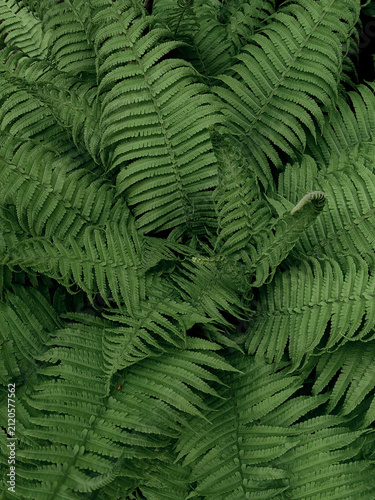 green fern leaves