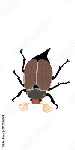 Cute cartoon rhinoceros beetle isolated on transparent or white background, png