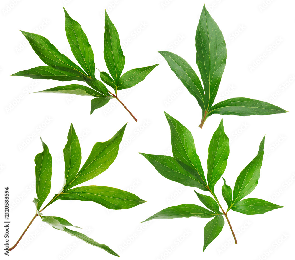 Fototapeta premium Bright green peony leaves isolated on white, set
