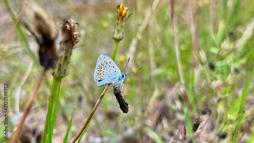 Common Blue Butterfly 