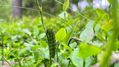 Green Caterpillar Climbing on Plant Stem